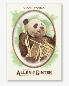 Giant Panda 2017 Allen & Ginter Base Poster - Panda, HD Png Download, Free Download