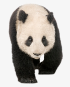 Giant Panda , Png Download - Giant Panda, Transparent Png, Free Download