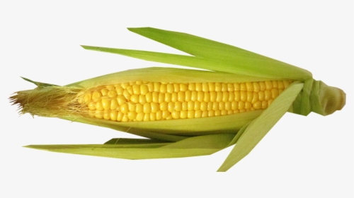 Corn Cob With Husk Partially Open To Display The Kernels - Beans On A Cob, HD Png Download, Free Download