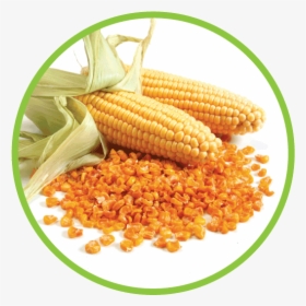 Corn Md Circle - Corn In A Circle, HD Png Download, Free Download