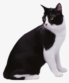 Black & White Cat Png Image - Cat White Background Png, Transparent Png, Free Download