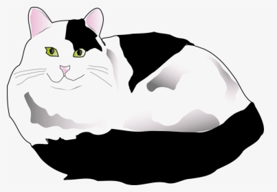 Transparent Black And White Cat Png - Black And White Fluffy Cat Clipart, Png Download, Free Download