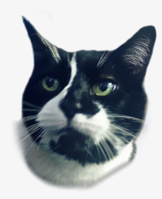 #cathead #cat #black & White #black #white #kitty #cats - Domestic Short-haired Cat, HD Png Download, Free Download