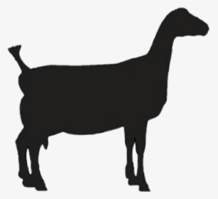 Lamancha Goat Dairygoat Lamancha Goat Clipart Hd Png Download Kindpng
