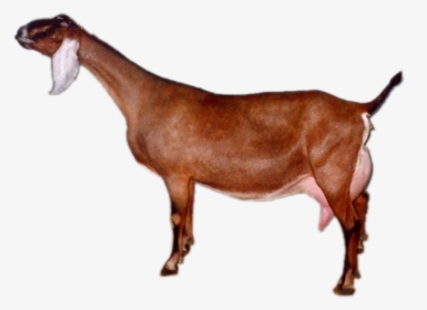 Kentucky Breyer, HD Png Download, Free Download