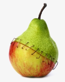 Genetically Modified Organisms, HD Png Download, Free Download