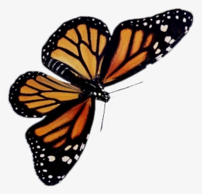 Transparent Viceroy Butterfly - Grace Obedience, HD Png Download, Free Download