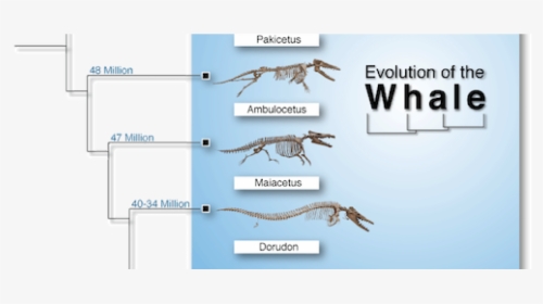 Transparent Fossils Png - Whale Evolution Data Table, Png Download, Free Download