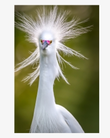 Crane, HD Png Download, Free Download