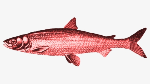 Red Herring No Background, HD Png Download, Free Download