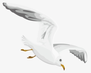 Gulls European Herring Gull - Seabird, HD Png Download, Free Download
