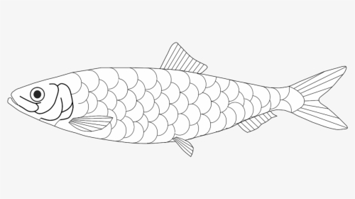 Trout, HD Png Download, Free Download
