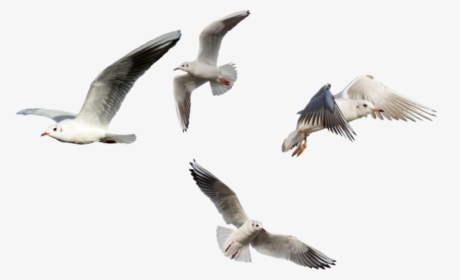 European Herring Gull , Png Download - European Herring Gull, Transparent Png, Free Download