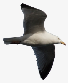 Gulls Png Free Download - Gulls, Transparent Png, Free Download