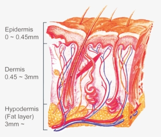 피부 해부학 적 구조, HD Png Download, Free Download