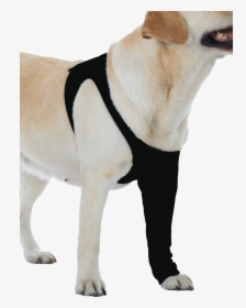 Transparent Dog Leg Png - Suitical Recovery Sleeve, Png Download, Free Download