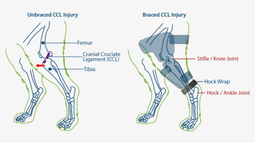 Cruciate Ligament On A Dog, HD Png Download, Free Download