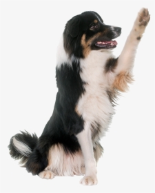 Dog Catches Something, HD Png Download, Free Download