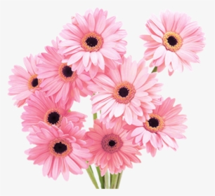 Flower Overlay Png - Pink Flowers, Transparent Png, Free Download