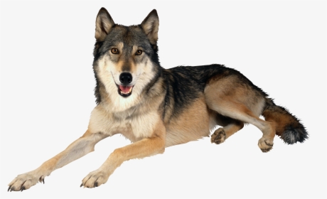 Dog Png Hd - Lobo Gris Mexicano Png, Transparent Png, Free Download