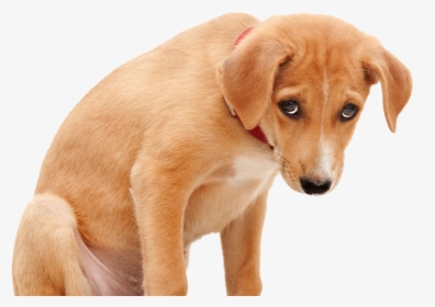 Sad Dog Png Clipart Royalty Free Stock - Sad Dog Png, Transparent Png, Free Download