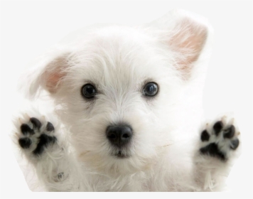 Dogs Png Free Images - Different Kinds Of Cute Puppies, Transparent Png, Free Download