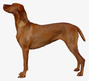 Ridgeback Png, Transparent Png, Free Download