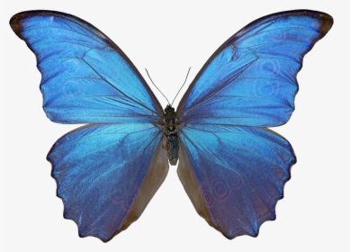 Download Butterfly Png - Morpho Butterfly, Transparent Png, Free Download