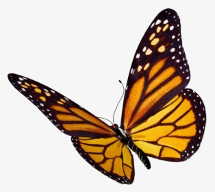 Transparent Background Butterfly Clipart, HD Png Download, Free Download