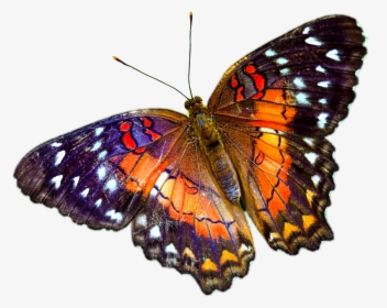 Butterfly Png Multicolour - Butterfly On Clear Background, Transparent Png, Free Download