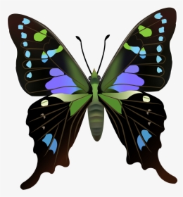 Butterfly Png Clip Art, Transparent Png, Free Download