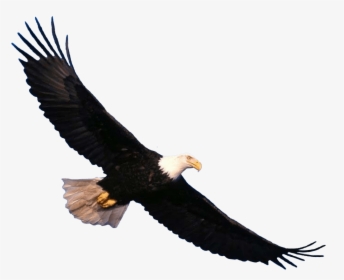 Bald Eagle Flying Png Image - Transparent Eagle Flying Png, Png Download, Free Download