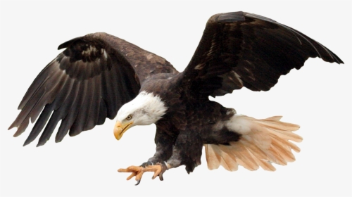 Bald Eagle Bird - Bald Eagle Transparent Background, HD Png Download, Free Download