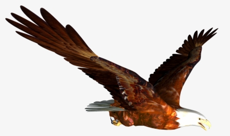 Hawk Mountain Sanctuary Accipitrinae Falconiformes - Flying Eagle Gif Png, Transparent Png, Free Download