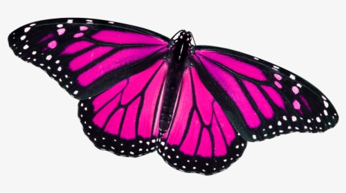 Pink Png Butterfly Png - Close Up Of Monarch Butterfly, Transparent Png, Free Download
