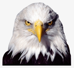 Bald Eagle Transparent Image Bird Graphic - Bald Eagle Transparent Background, HD Png Download, Free Download