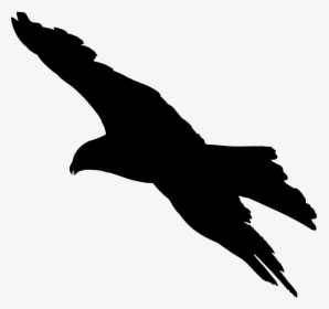 Bird Flight Bird Flight Bald Eagle Silhouette - Silhouette Of Bird Of Prey, HD Png Download, Free Download