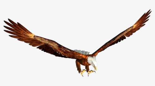 Animated Bald Eagle Hunting - Transparent Eagle Flying Png, Png Download, Free Download