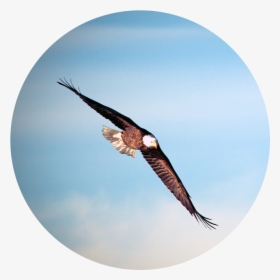 Transparent Bald Eagle Flying Png - Mas Os Que Esperam No Senhor Renovarão As Su, Png Download, Free Download