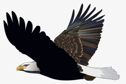 Bird, Eagle, Flying, Feather, Nature, American, Flight - Flying Eagle, HD Png Download, Free Download