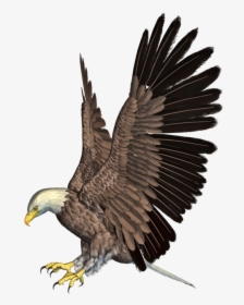 Download Free Eagle Png Transparent Images Transparent - Eagle Attack On Lion, Png Download, Free Download