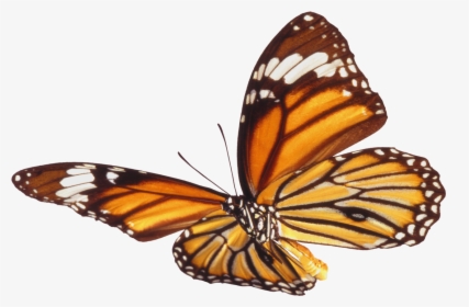 Download Butterfly Png - Real Butterfly Transparent, Png Download, Free Download