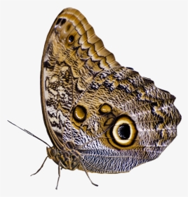Png Butterfly, Transparent Png, Free Download