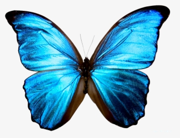 High Resolution Butterfly Png Icon - Transparent Background Blue Butterfly Png, Png Download, Free Download