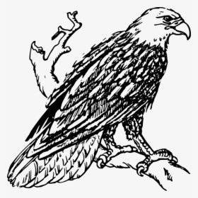 Bald Eagle Clip Art Black And White, HD Png Download, Free Download