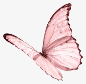Pink Butterfly Png, Transparent Png, Free Download