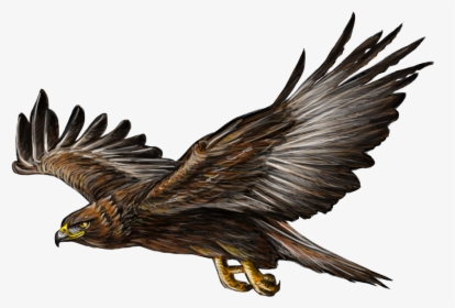 Transparent Golden Eagle Png - Flying Golden Eagle Drawing, Png Download, Free Download