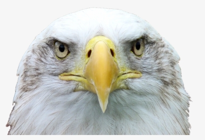 Adler, White Tailed Eagle, Bald Eagle, Raptor - Bald Eagle Head, HD Png Download, Free Download