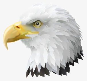 Eagle American Bald Head Transparent Free Clipart Hd, HD Png Download, Free Download