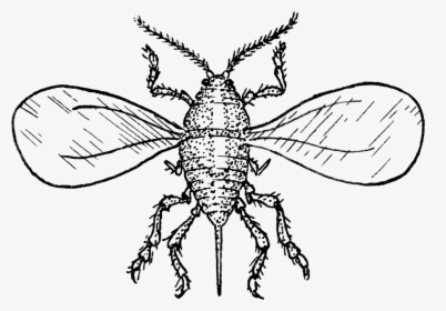 1971 San Jose Scale Winged Adult - Net-winged Insects, HD Png Download, Free Download